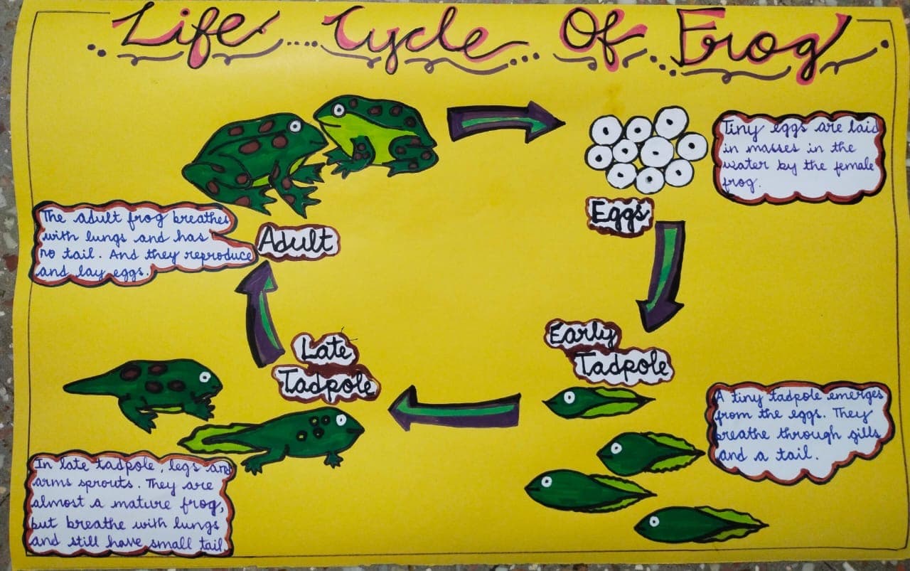 Life Cycle Frog